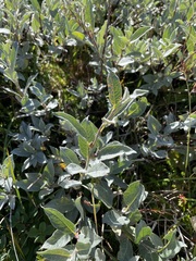 Salix lapponum