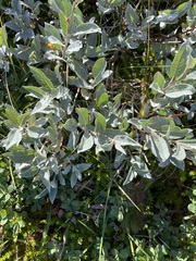 Salix lapponum