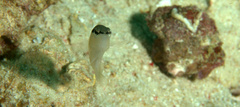 Pseudochromis perspicillatus