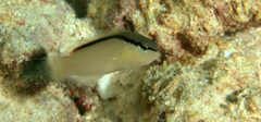 Pseudochromis perspicillatus