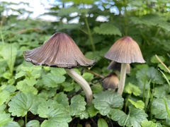 Fungi