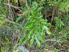 Guarea macrophylla