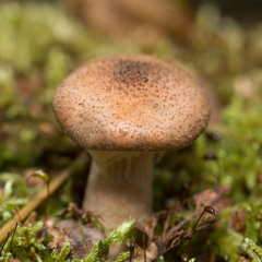 Armillaria cepistipes