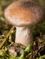 Armillaria cepistipes