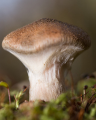 Armillaria cepistipes