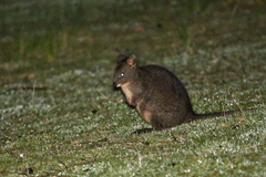 Thylogale billardierii