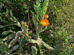 Opuntia elata