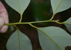 Cryptocarya vulgaris