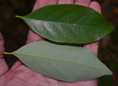 Cryptocarya vulgaris