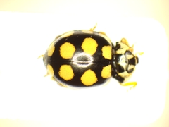 Coccinula quatuordecimpustulata