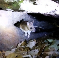 Apodemus sylvaticus