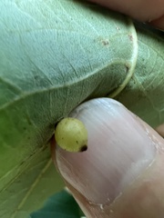 Caryomyia viscidolium