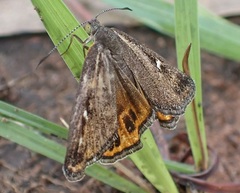 Synemon phaeoptila
