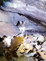 Apodemus sylvaticus