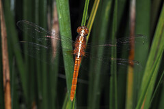 Rhodothemis lieftincki