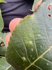 Caryomyia viscidolium