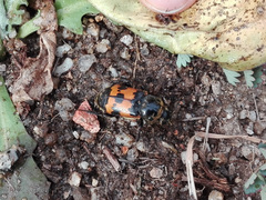 Nicrophorus vestigator