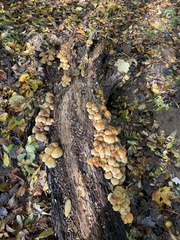 Fungi