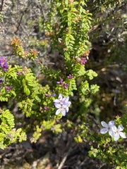 Veronica formosa