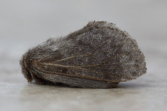 Pernattia pusilla