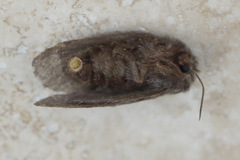 Pernattia pusilla