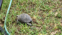 Testudo graeca