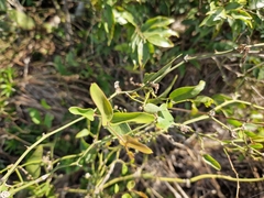 Smilax campestris
