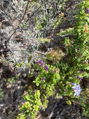 Veronica formosa