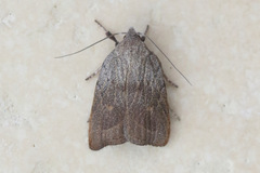 Tortricopsis pyroptis