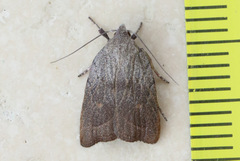 Tortricopsis pyroptis