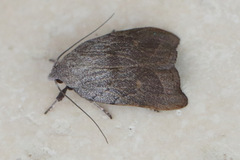 Tortricopsis pyroptis