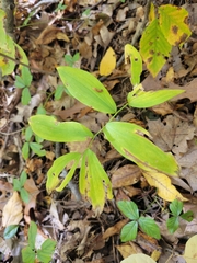 Polygonatum
