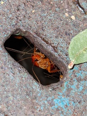 Shelfordella lateralis