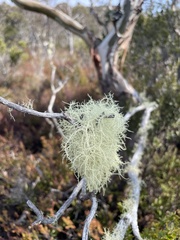 Usnea hirta