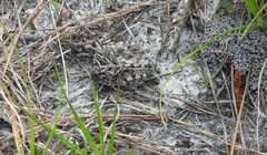 Pardalophora phoenicoptera