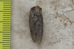 Pernattia pusilla