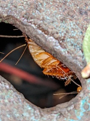 Shelfordella lateralis