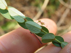 Phyllanthus parvulus