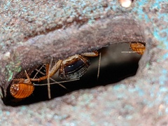 Shelfordella lateralis