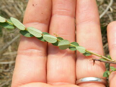 Phyllanthus parvulus