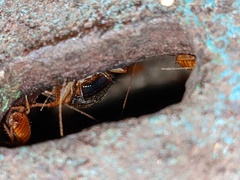 Shelfordella lateralis