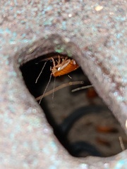 Shelfordella lateralis