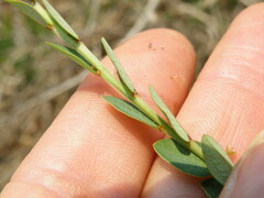 Phyllanthus parvulus