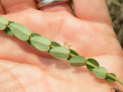 Phyllanthus parvulus