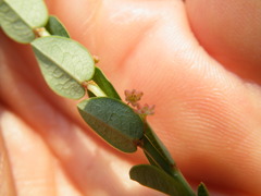 Phyllanthus parvulus