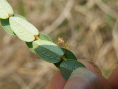 Phyllanthus parvulus