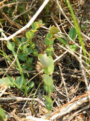 Phyllanthus parvulus