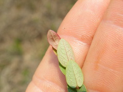 Phyllanthus parvulus