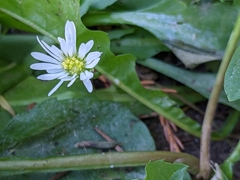 Stellaria