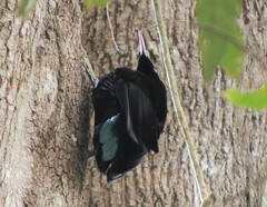 Ptiloris paradiseus